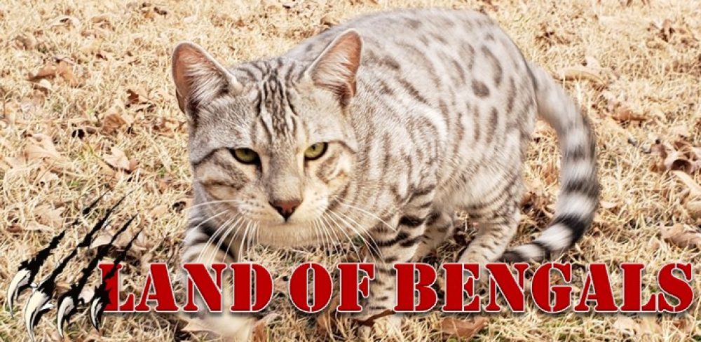 LAND OF BENGALS